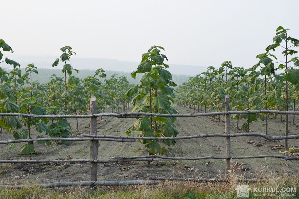 pavlovnia-kurkul-81